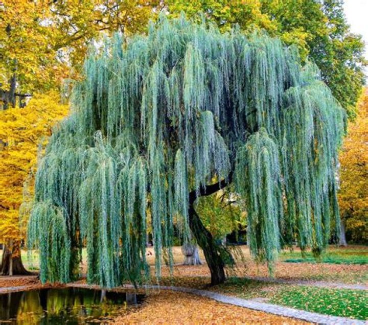 Enhance Your Home With The Willow Tree Welcoming Angel: A Symbol Of Hope And Tranquility