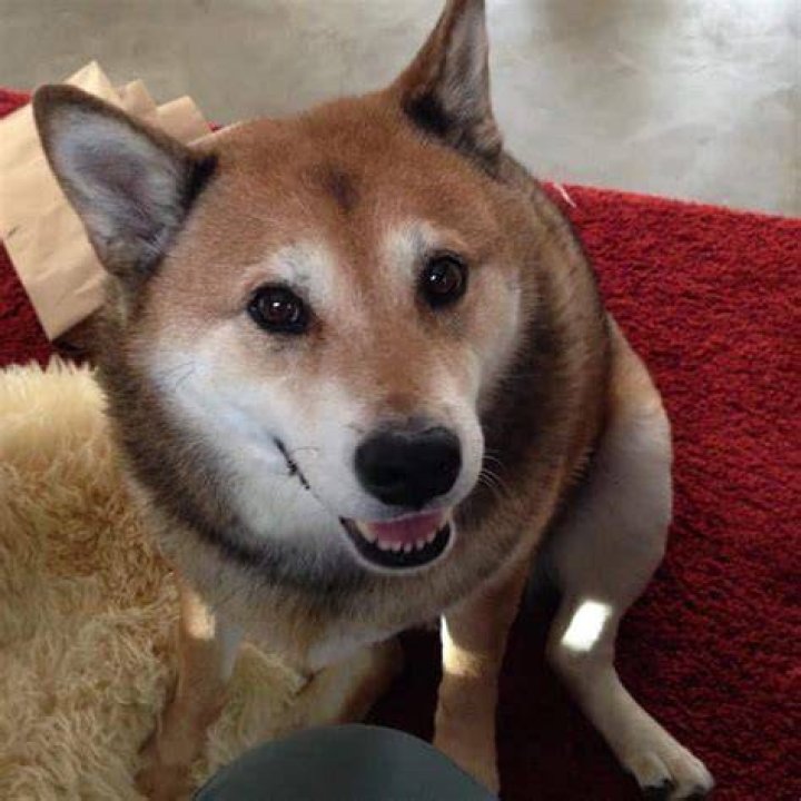 Find Your Furry Friend: Shiba Rescue In California
