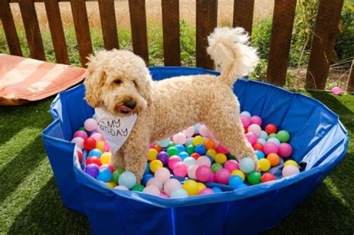 Unleash Your Dog's Inner Joy: Ultimate Dog Ball Pit Experience